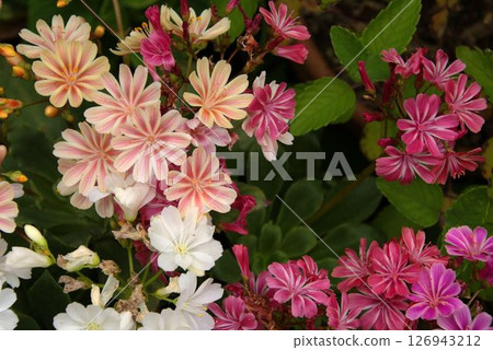 岩月桂,野花 岩月桂,野花 126943212