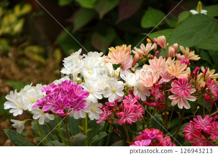 岩月桂,野花 岩月桂,野花 126943213