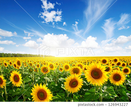 夏日風景影像，蔚藍的天空與向日葵 126943227