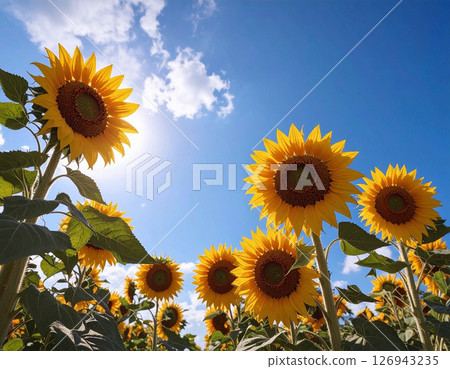 夏日風景影像，蔚藍的天空與向日葵 126943235