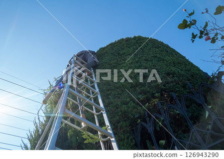 將日本月桂樹修剪成圓柱形 126943290