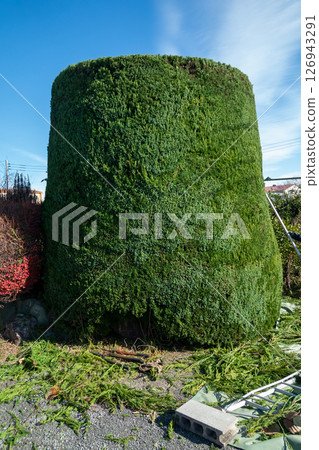 Pruning the Japanese laurel tree into a cylindrical shape Pruning the Japanese laurel tree into a cylindrical shape 126943291