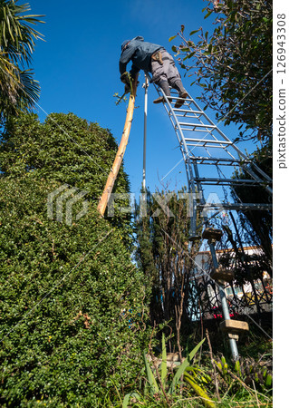 Remove the dead flower stalks from the agave plant. Remove the dead flower stalks from the agave plant. 126943308