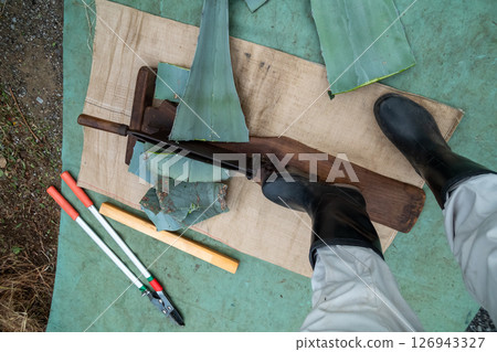Cut the agave leaves into small pieces using a press cutter. Cut the agave leaves into small pieces using a press cutter. 126943327