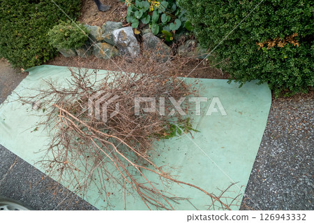 Collect dead branches and leaves from the garden Collect dead branches and leaves from the garden 126943332
