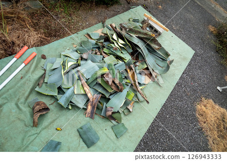 Finely chop the fallen agave leaves 126943333