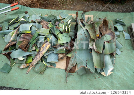 Chop the agave leaves into small pieces using a press. 126943334