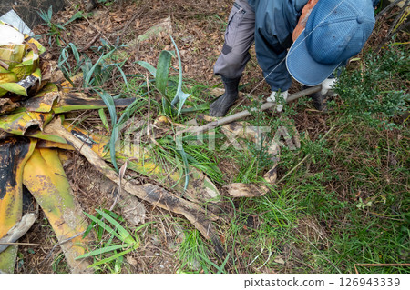 拔出死去的龍舌蘭植物 126943339