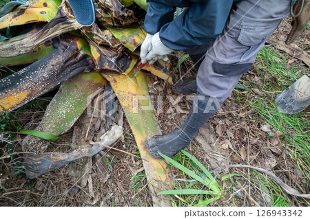 Pulling out dead agave plants Pulling out dead agave plants 126943342