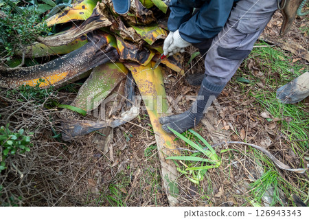 Pulling out dead agave plants 126943343