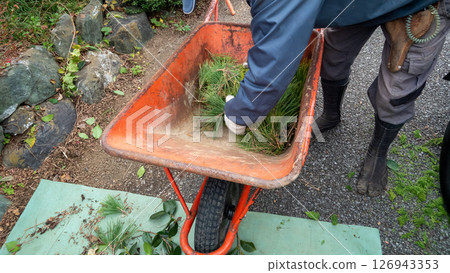 收集修剪過的松針 126943353