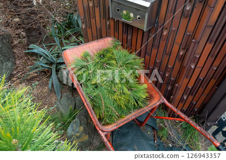 收集修剪過的松針 收集修剪過的松針 126943357