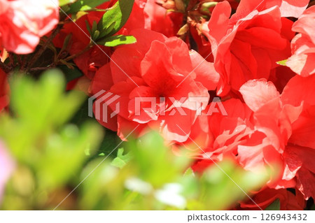 朱紅色重瓣杜鵑花 126943432