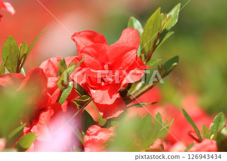 朱紅色重瓣杜鵑花 朱紅色重瓣杜鵑花 126943434