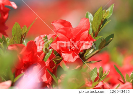 朱紅色重瓣杜鵑花 126943435