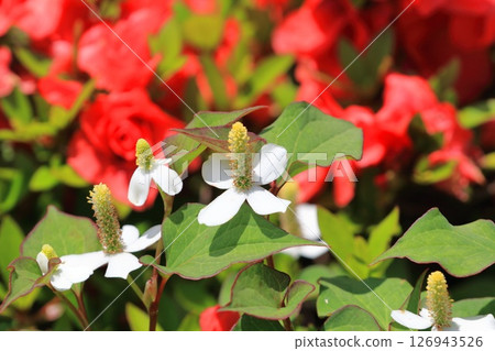 白色魚腥草花（花序變長） 126943526