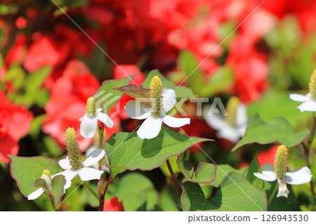白色魚腥草花(花序變長) 白色魚腥草花(花序變長) 126943530
