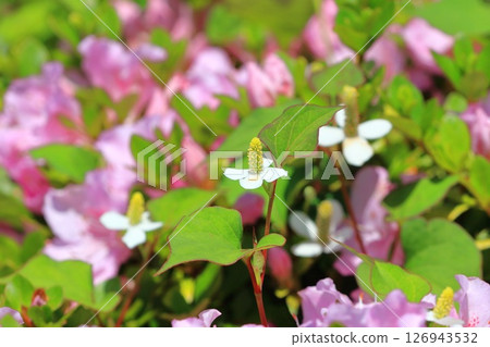 White Houttuynia cordata flower (inflorescence that has become longer) White Houttuynia cordata flower (inflorescence that has become longer) 126943532