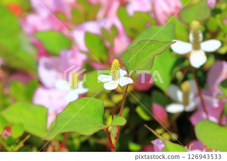 White Houttuynia cordata flower (inflorescence that has become longer) 126943533