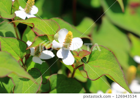 白色魚腥草花(花序變長) 白色魚腥草花(花序變長) 126943534