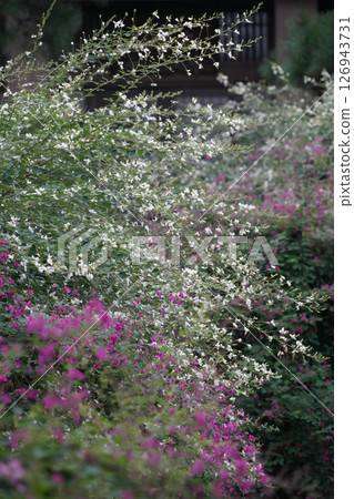 The grounds of a Kyoto temple covered in bush clover The grounds of a Kyoto temple covered in bush clover 126943731