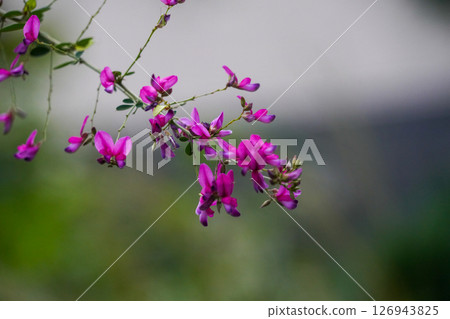 Red Hagi flowers Red Hagi flowers 126943825