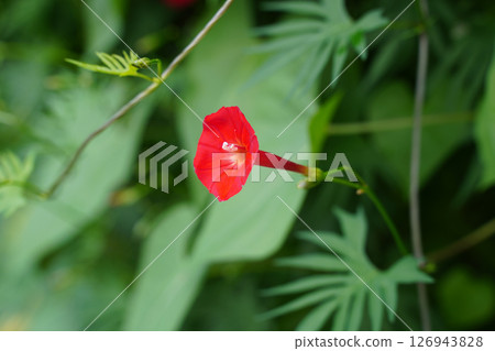紅石蒜花 紅石蒜花 126943828