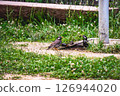 Birds playing in the water in the park 126944020