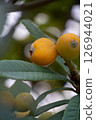 Loquats starting to ripen 126944021