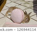A rabbit sleeping on a cushion 126944114