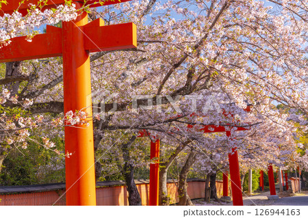 Cherry blossoms of Kyoto Takenaka Inari shrine 126944163