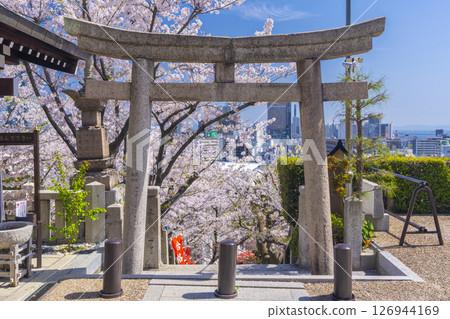 Spring in Kobe: Kitano Tenmangu Shrine - The stone steps leading to the shrine are covered in cherry blossoms in full bloom Spring in Kobe: Kitano Tenmangu Shrine - The stone steps leading to the shrine are covered in cherry blossoms in full bloom 126944169