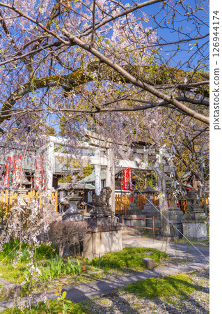 京都山科花山稻荷神社大雪櫻 126944174