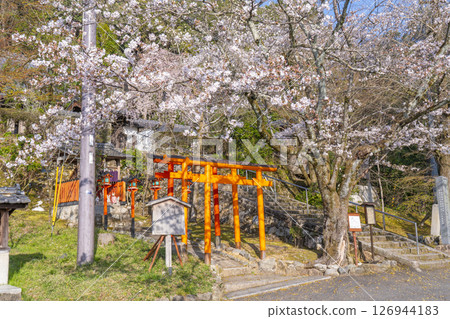 Kyoto Yamashina Oishi Inari Shrine Cherry Blossoms 126944183