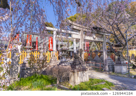 Oyuki cherry blossoms at Hanayama Inari Shrine in Yamashina, Kyoto 126944184