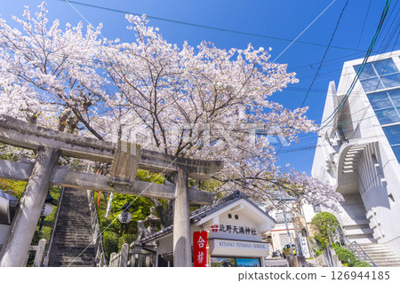 Spring in Kobe: Kitano Tenmangu Shrine, stone torii gates and cherry blossoms in full bloom 126944185
