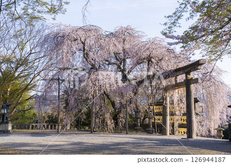 大石神社的垂枝櫻花（京都市山科區） 126944187