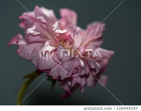Shape and colors of roses that bloom in the garden Shape and colors of roses that bloom in the garden 126944297