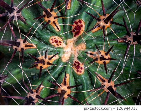 Full-frame Close-up on top of Ferocactus peninsulae 126944315