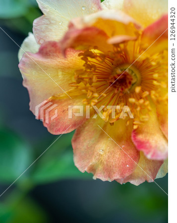 Shape and colors of La Parisienne roses that bloom in the garden 126944320