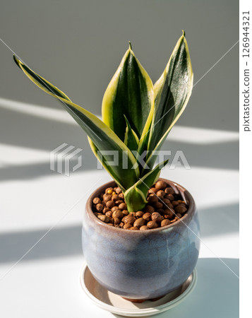 The Thick plump leaves of Sansevieria in the small ceramic pot The Thick plump leaves of Sansevieria in the small ceramic pot 126944321