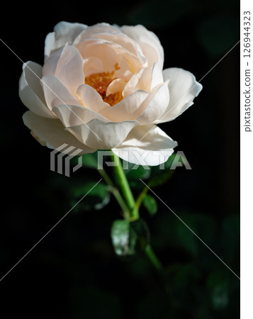 Shape and colors of roses that bloom in the garden 126944323