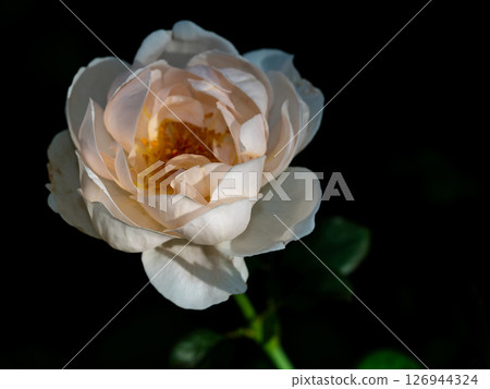 Shape and colors of roses that bloom in the garden 126944324