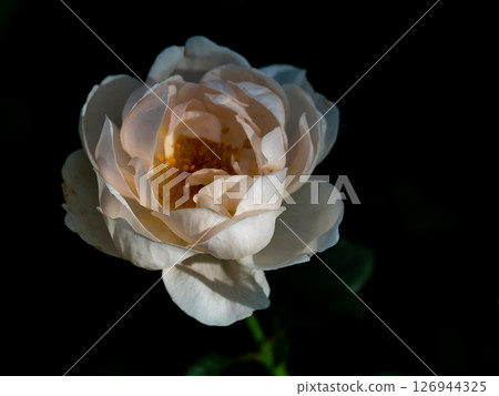 Shape and colors of roses that bloom in the garden 126944325