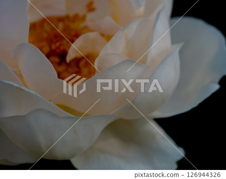 Shape and colors of roses that bloom in the garden 126944326