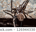 Close-up a Common Web Spider 126944330