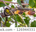 A golden birdwing butterfly has just emerged from her chrysalis 126944331