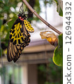 A golden birdwing butterfly has just emerged from her chrysalis 126944332