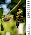 A golden birdwing butterfly has just emerged from her chrysalis 126944333