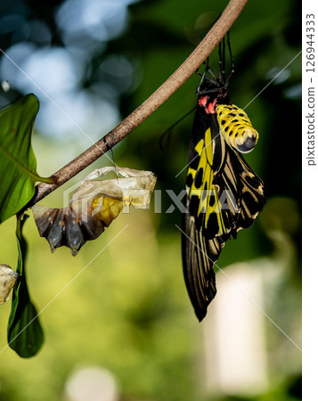 A golden birdwing butterfly has just emerged from her chrysalis A golden birdwing butterfly has just emerged from her chrysalis 126944333